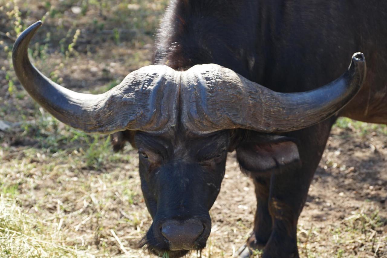 Kwele Game Lodge Beauty Esterno foto